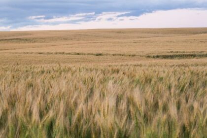 Bitdeer buys a 101 MW gas energy plant in Alberta, Canada for BTC Mining