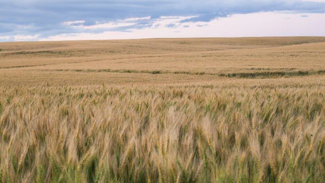 Bitdeer buys a 101 MW gas energy plant in Alberta, Canada for BTC Mining