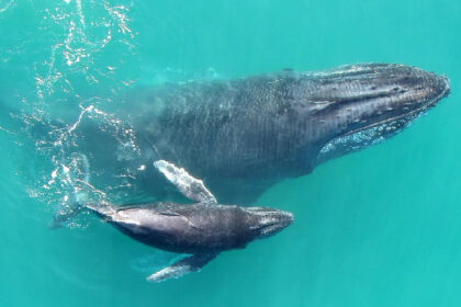 Two whales were ruined by two different altcoins - forced to sell at a big loss in the final drop