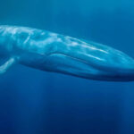 Giant cryptocurrency whale purchased this altcoin in bulk at binance: Becomes the largest owner