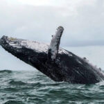 Giant whales sell these two altcoins and buy three different altcoins with funds