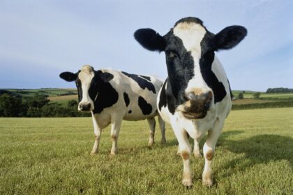 Dex Aggregator Cow Swap Target 33% trading boost and collaboration features, more rewards