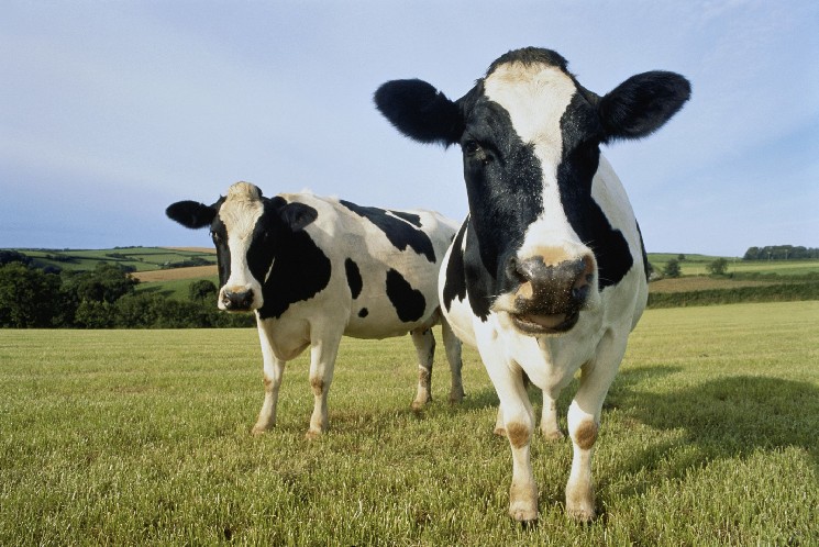Dex Aggregator Cow Swap Target 33% trading boost and collaboration features, more rewards