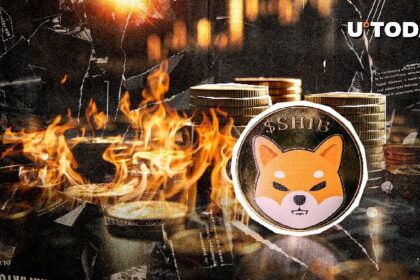 0 Shiba Island 24 hours, a rare Shibubaan record set