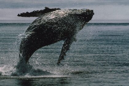 XRP hits the 12-year milestone with over 2,700 whales and holds XRP of over 1m.