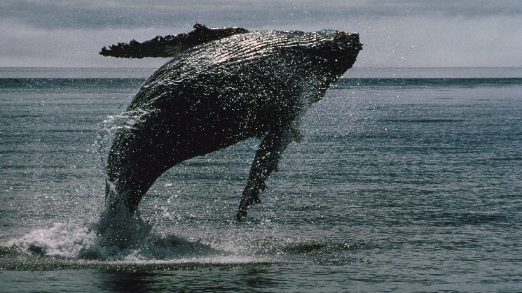 XRP hits the 12-year milestone with over 2,700 whales and holds XRP of over 1m.
