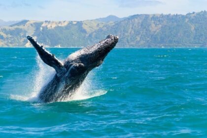 Big Whale James Wynn bought this Altcoin according to Onchain data