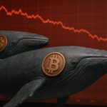 Bitcoin whales took advantage of the drop to USD 60,000 to recharge their wallets